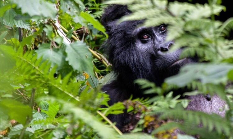 3 Days Bwindi Forest Gorilla Trekking from Kigali in Rwanda