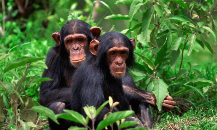 Best Uganda Safari Holidays & Wildlife Tourism Packages