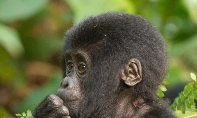 2 Days Kigali to Bwindi Gorilla Trekking Adventure Safari