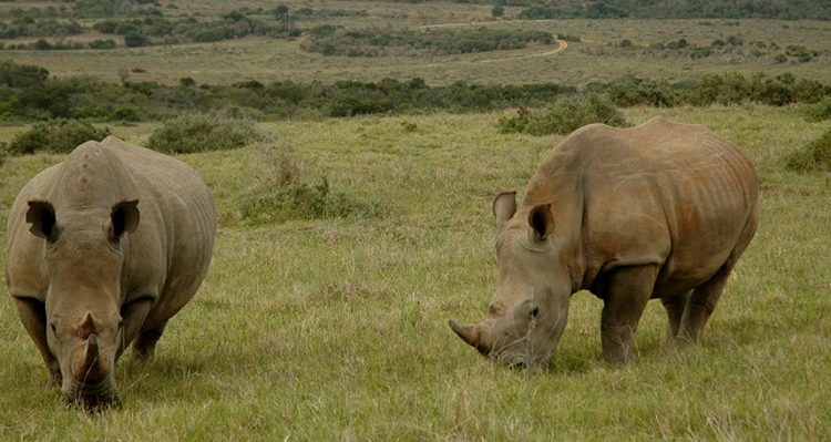 Garamba National Park Congo
