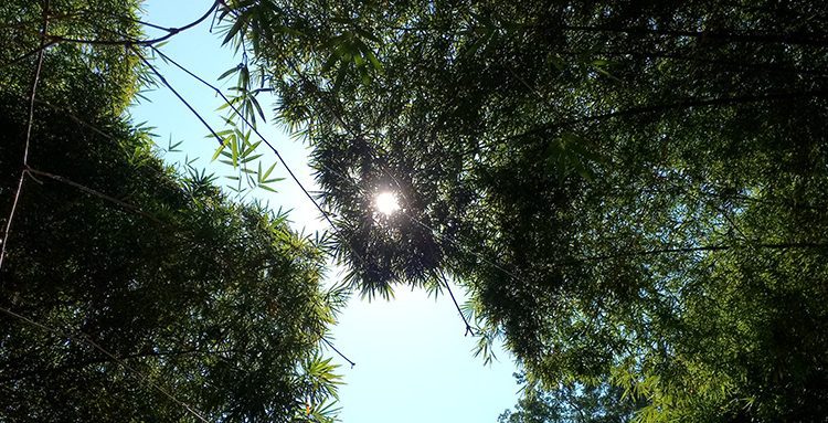 Lomami National Park