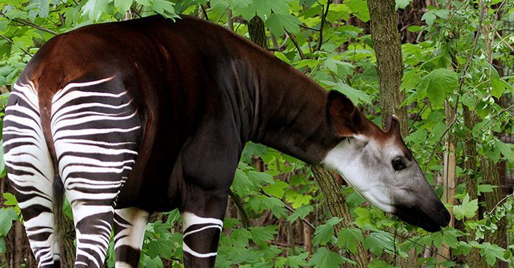 Okapi Wildlife Reserve