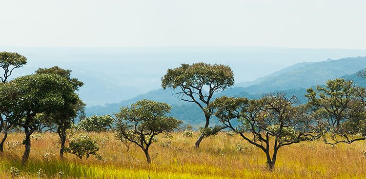 Upemba National Park Congo