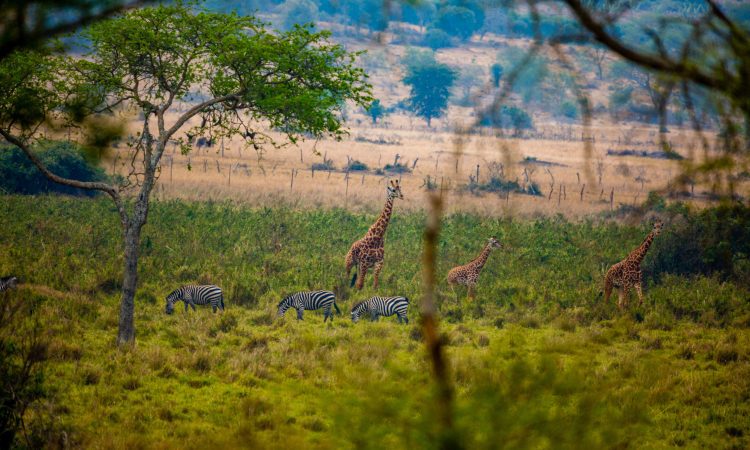 Akagera National Park Tour Operators