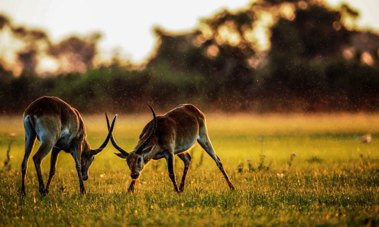 Best time to Visit Uganda for Gorilla Trekking Safari Tours