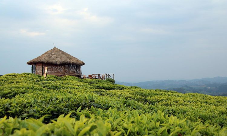 Nyungwe Forest National Park Tour Operators