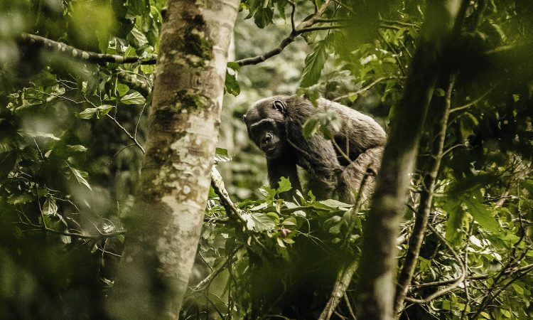 Rwanda National Parks