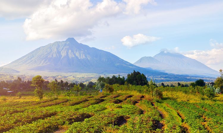 Best Mount Karisimbi Tour Operators & Climbing Companies