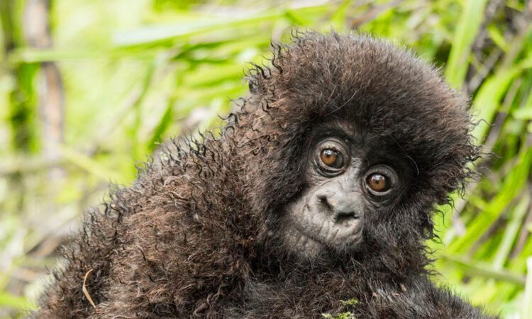 Best Budget Gorilla Trekking Safari Deals & Tour Offers