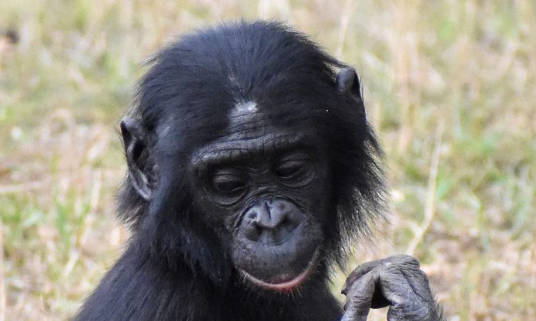 Lola Ya Bonobo DR Congo