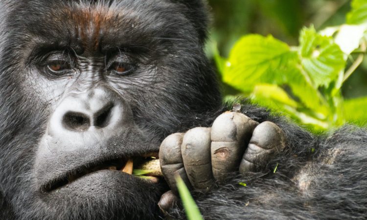 Congo Gorilla Trekking Review