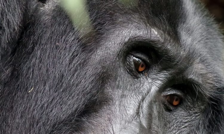 Kabirizi Gorilla Family