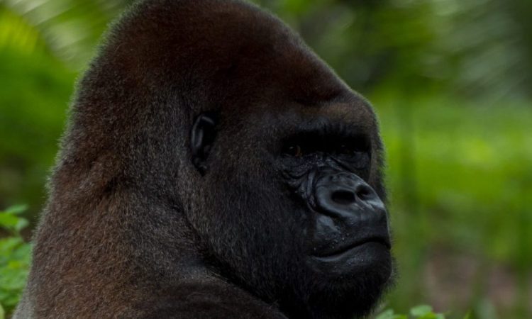 Best Gorilla Trekking Companies In Uganda, Rwanda & DR Congo