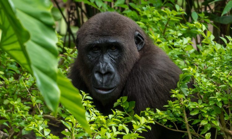 Best Luxury Gorilla Tour Operators