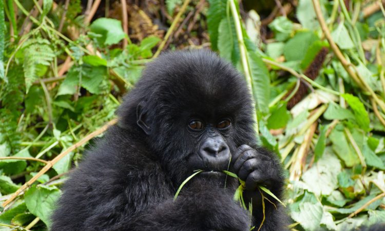 Rwanda Gorilla Trekking Review