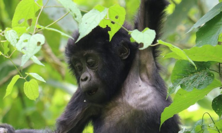 Budget Gorilla Trekking Operators