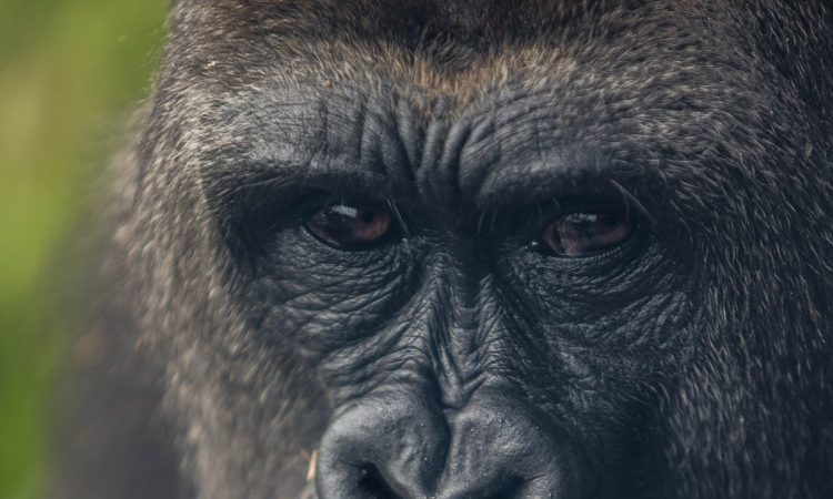 Rugendo Gorilla Family