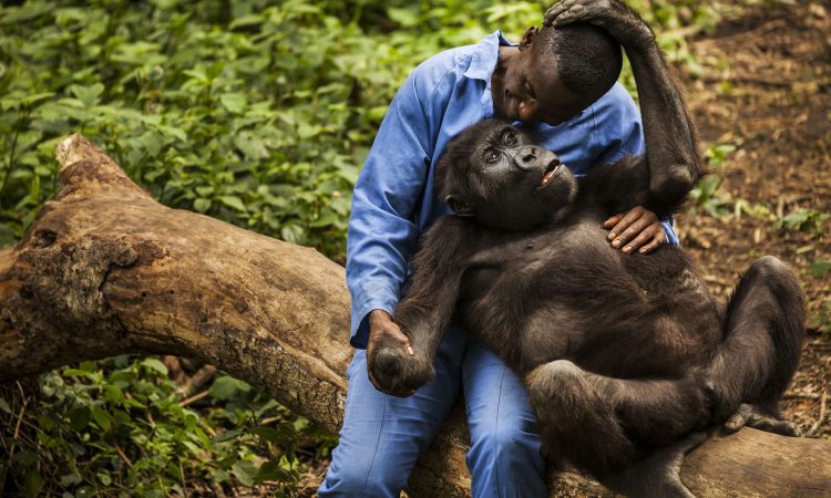 Senkwekwe Gorilla Orphanage