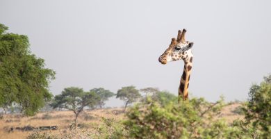 10 Days Best of Uganda Safari (Primates & Big 5 Animals)