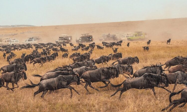 15 Days Africa Group Safari (Gorilla Trekking & Migration)