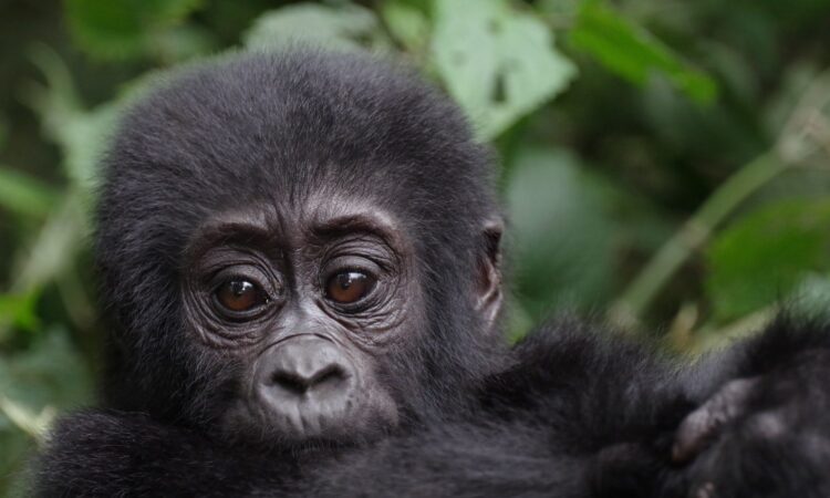Congo Gorilla Permits