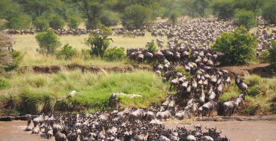 3 Days Budget Maasai Mara Wildlife & Migration Safari Tour in Kenya