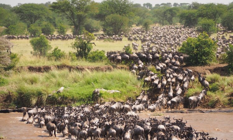3 Days Budget Maasai Mara Wildlife & Migration Safari Tour in Kenya
