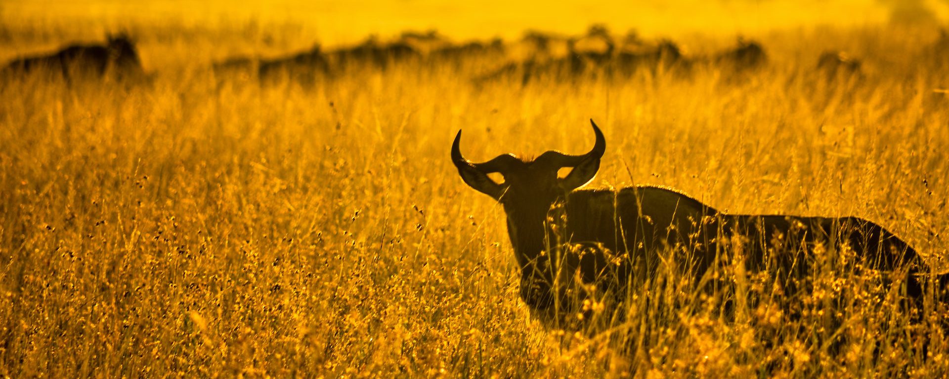 3 Days Budget Serengeti Wildlife & Migration Safari Tanzania