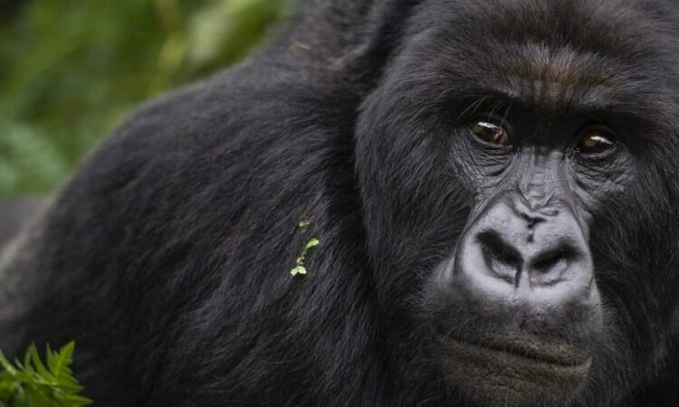 3 Days Bwindi Gorilla Trekking from Entebbe or Kampala