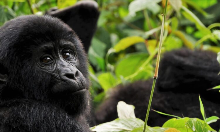 3 Days Congo Gorilla Safari to Virunga National Park Goma