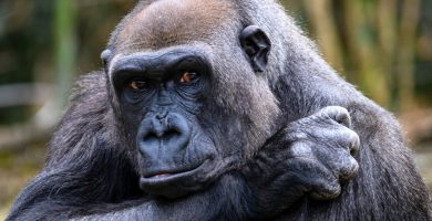 3 Days Congo Lowland Gorilla Trekking in Kahuzi-Biega Park