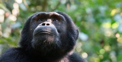 3 Days Uganda Chimpanzee Trekking Safari in Kibale Forest