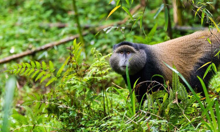 3 Days Volcanoes Gorillas & Golden Monkey Trekking Safari