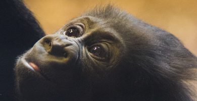 4 Days Congo Lowland Gorillas & Nature Trekking Safari Tour