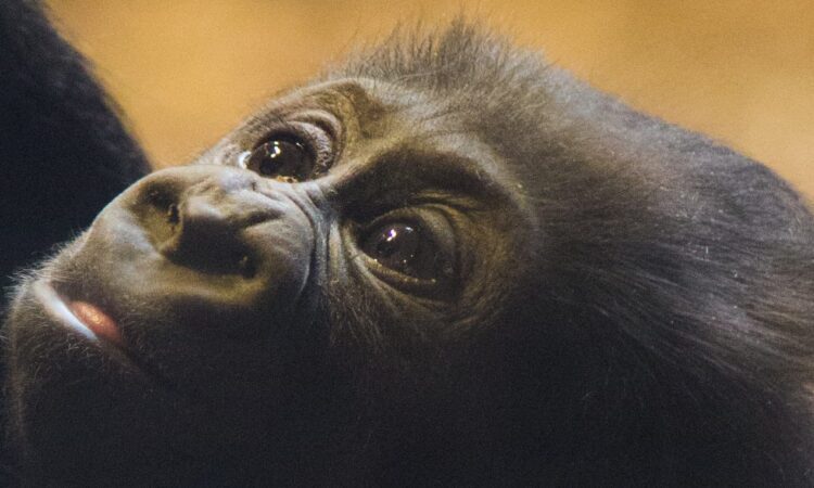 4 Days Congo Lowland Gorillas & Nature Trekking Safari Tour