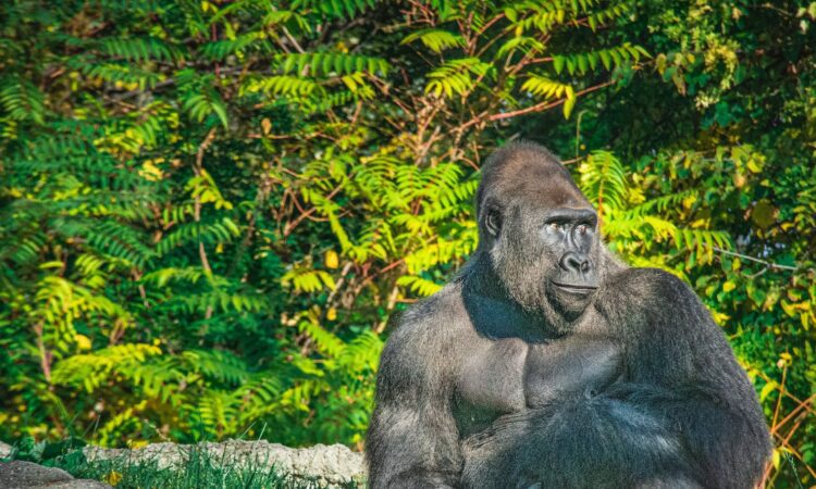 4 Days Lowland Double Gorilla Trekking (2 Gorilla Treks)