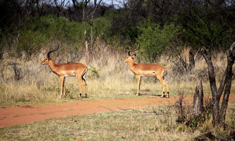 4 Days Rwanda Wildlife Safari & Boat Tour in Akagera Park