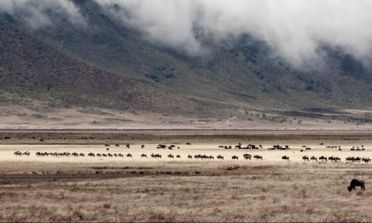 4 Days Tanzania Wildlife Safari & Big 5 Game Animals Tour