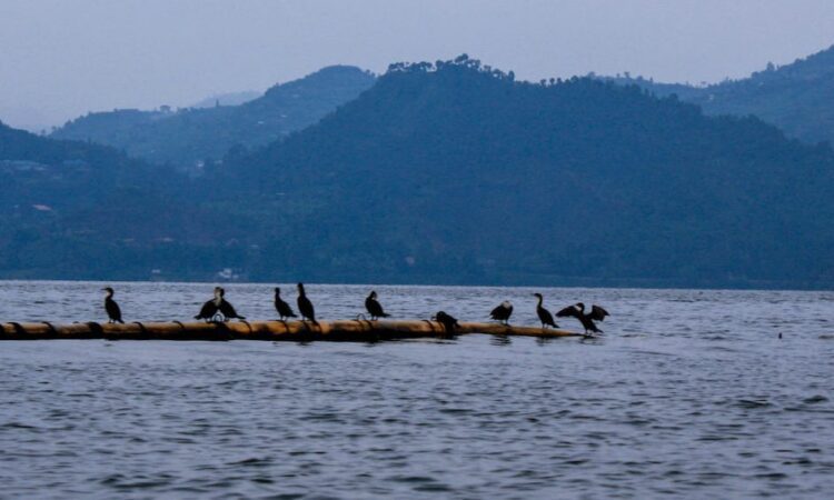 4 Days Virunga Gorilla Trekking & Lake Kivu Boat Safari