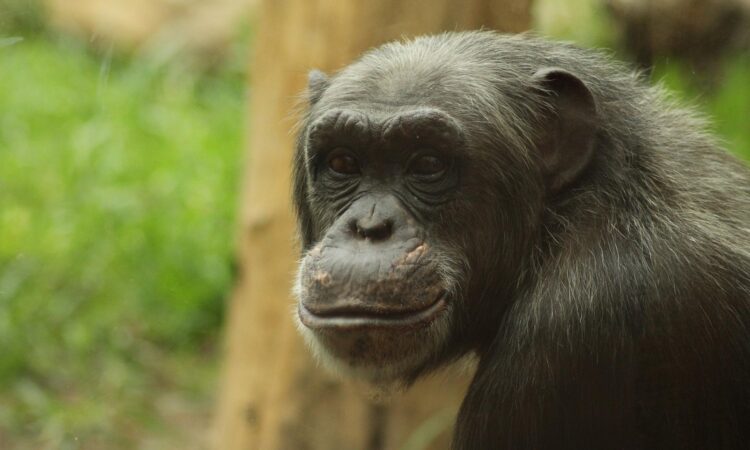 5 Days Gorilla Hiking & Kibale Chimpanzee Trekking Uganda