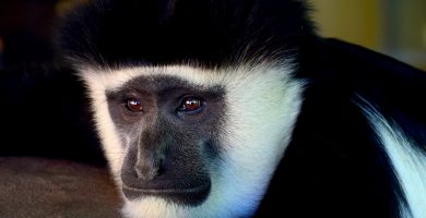 5 Days Rwanda Primates Safari to Volcanoes & Nyungwe Parks