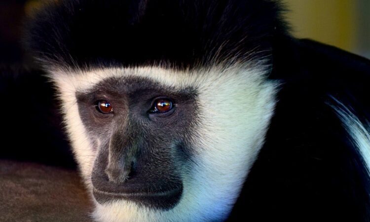 5 Days Rwanda Primates Safari to Volcanoes & Nyungwe Parks