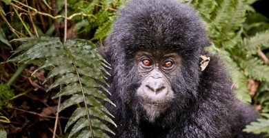 5 Days Rwanda Gorillas & Wildlife Safari to PNV & Akagera