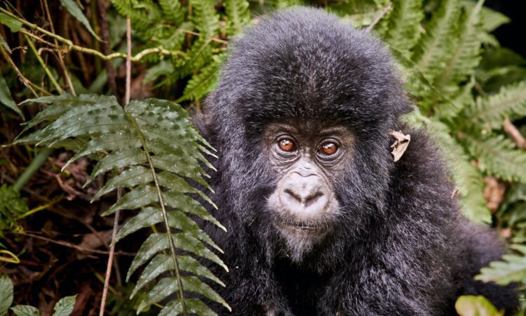 5 Days Rwanda Gorillas & Wildlife Safari to PNV & Akagera