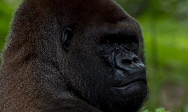 6 Days Gorilla Trekking in Kahuzi-Biega & Virunga in Congo