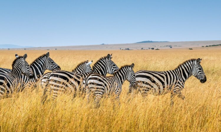 6 Days Volcanoes Gorilla Trekking & Maasai Mara Safari Tour