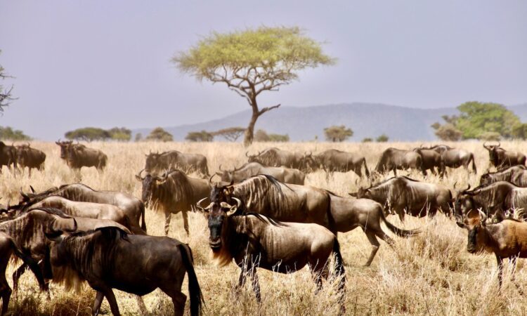 7 Days Bwindi Gorilla Trekking & Serengeti Tanzania Safari