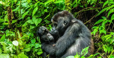 Uganda Gorilla Permits