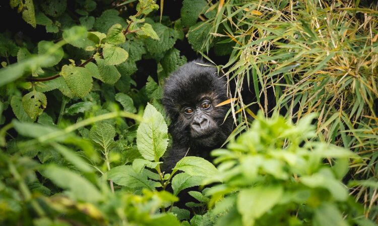 Gorilla Trekking in October - Benefits, Weather & Tips