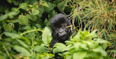 Gorilla Trekking in September - Advantages, Challenges & Tips